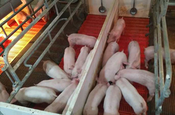 w66来利仔仔宝&mdash;&mdash;7-60日龄乳仔猪教槽、诱食、促长专家